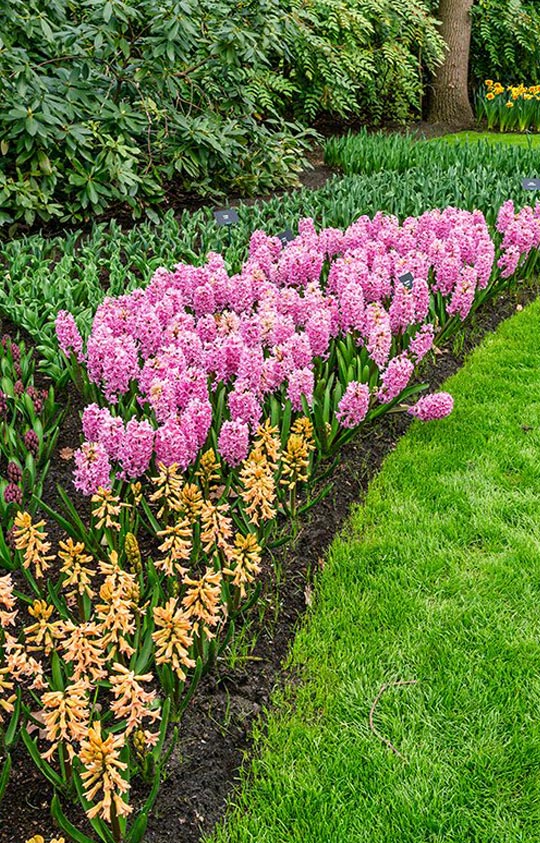 Commercial-plants-flowerbeds