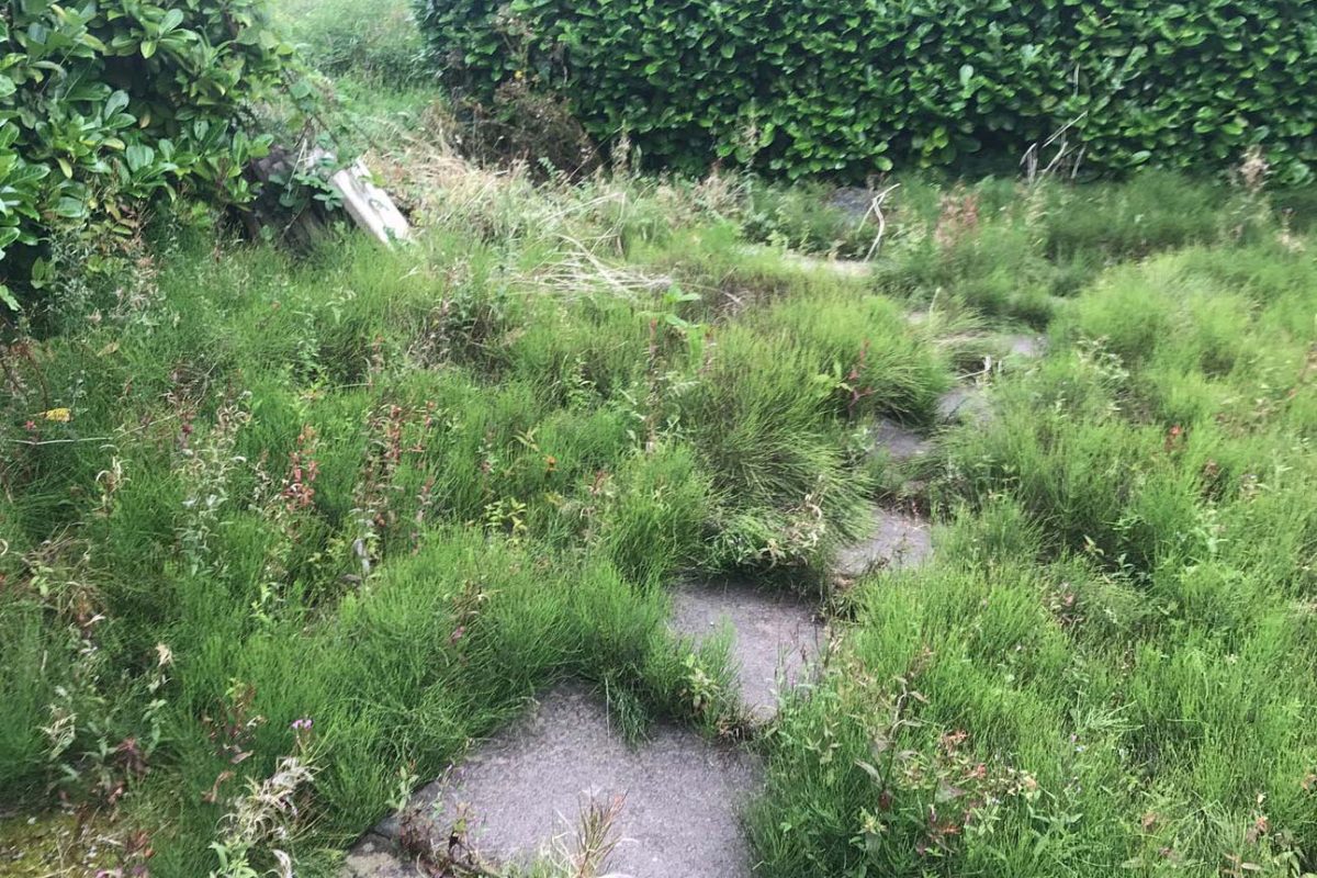 Moss & Weed Control