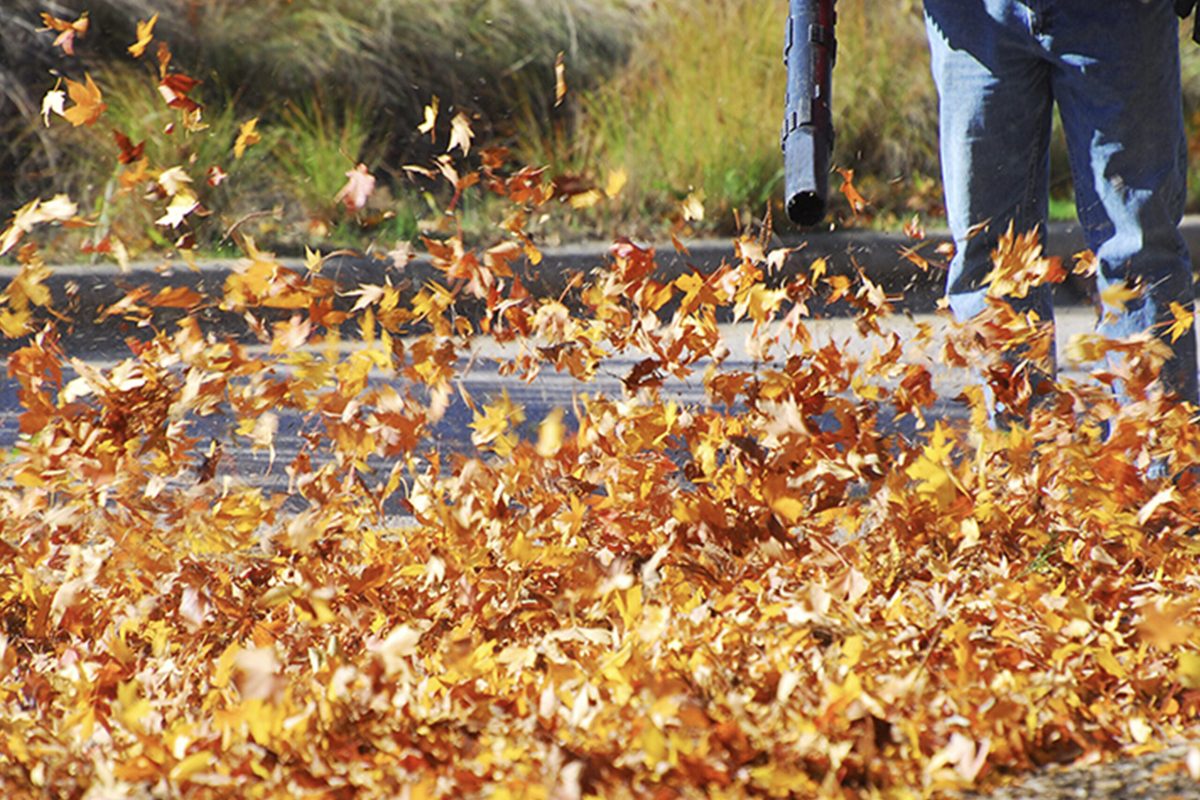 Spring Cleanup or Fall - Winter Cleanups