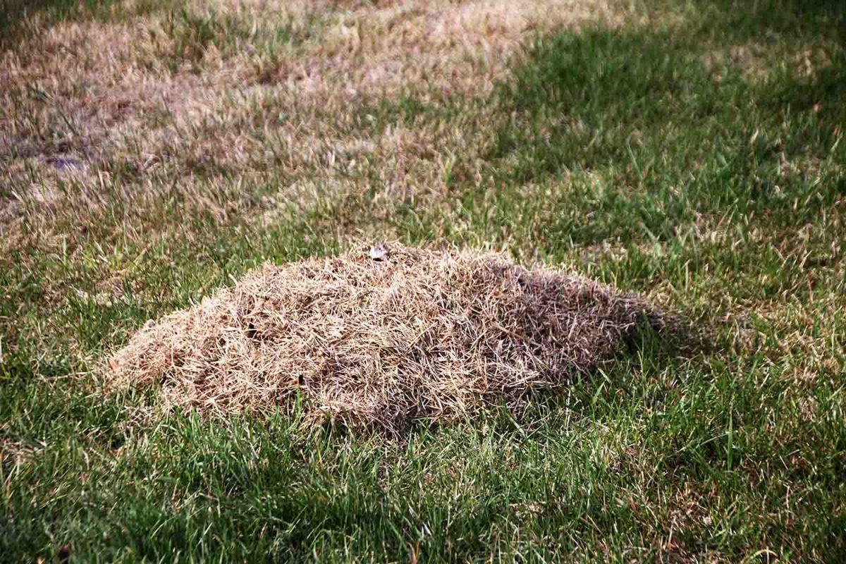 Thatching