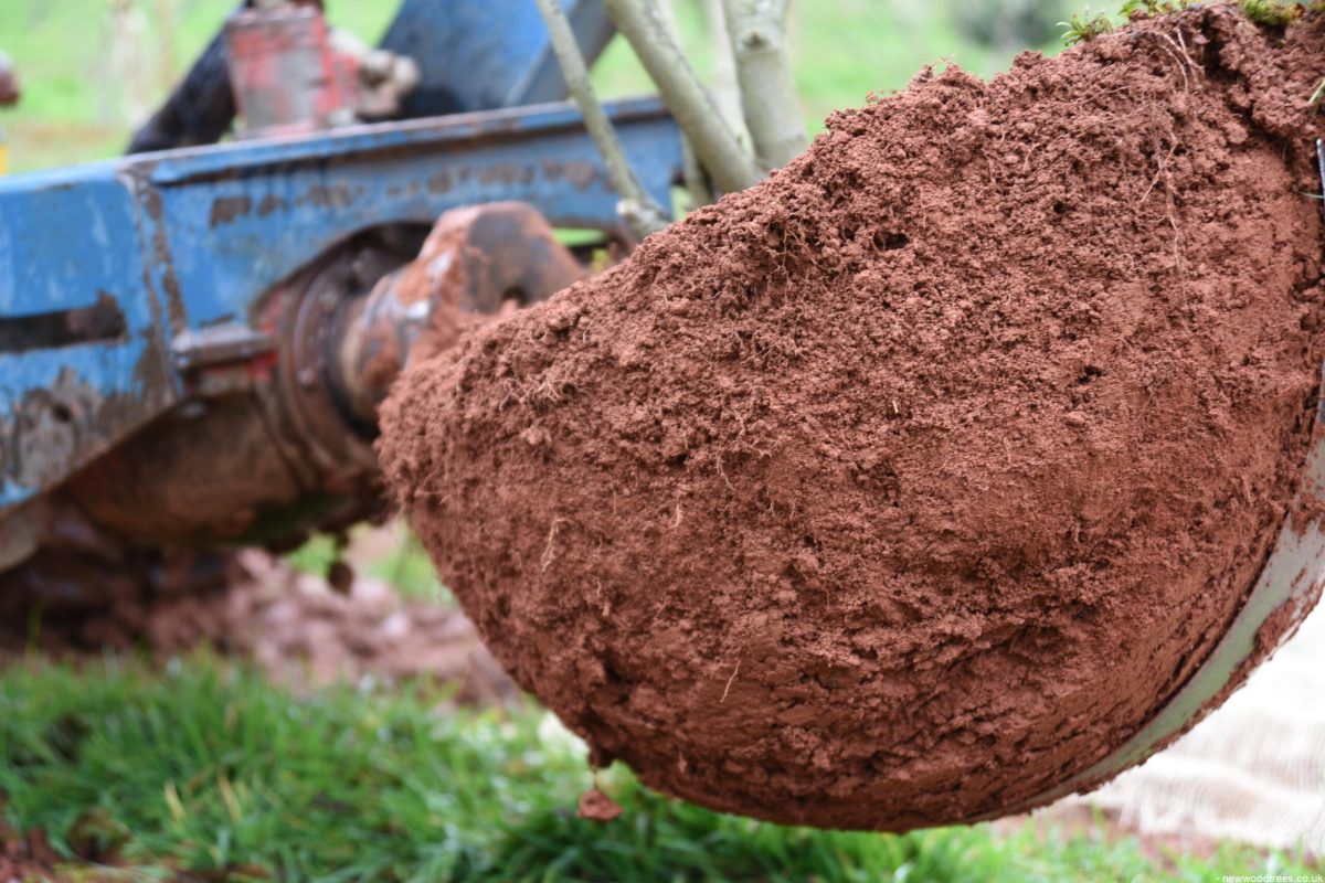Transplanting
